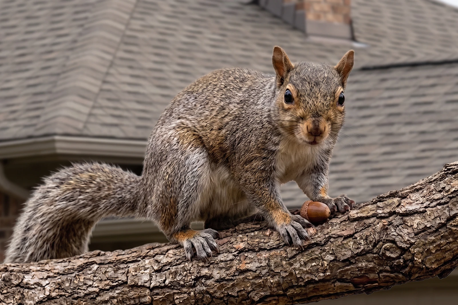 Squirrel In Front of Home