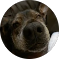 Jesse Dean – Google reviewer Google profile photo for Jesse Dean