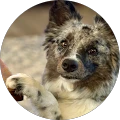 James Ward – Google reviewer Google profile photo for James Ward