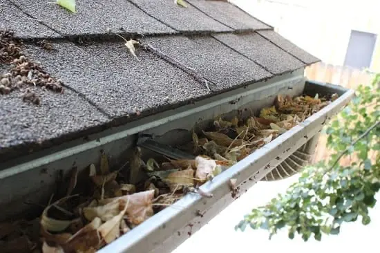 gutters Gutter clogged with leaves and debris